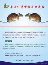殺鼠用品產(chǎn)品列表第31頁 粘鼠板選型指南與高效使用技巧